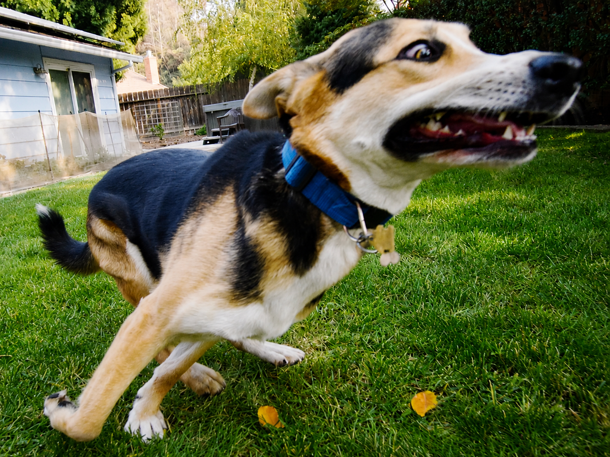 8 motivi per cui il tappetino spruzzatore è il modo più semplice per stancare un cane "pazzo"